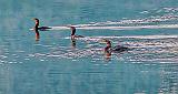 Three Cormorants Swimming_P1180641